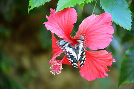 蝴蝶和花木槿昆虫花园红色动物群背景图片