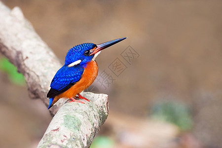 蓝耳翠鸟  雄性蓝色男性荒野野生动物蓝耳手表观鸟者栖息森林溪流图片