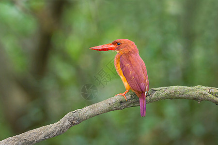 陆基捕王者羽毛彩色鸟类雨林热带男性森林手表荒野溪流图片