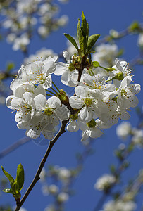 春樱花 粉红花标题樱花园艺果园投标柔软度花瓣花园压痛季节图片