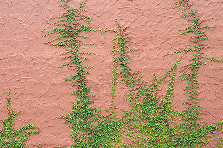 长线墙生长绿色藤蔓爬山虎结构建筑水泥叶子植物图片