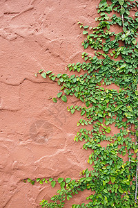 长线墙绿色建筑植物爬山虎生长藤蔓叶子结构水泥图片