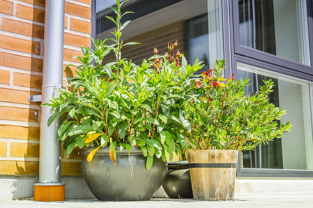 露台上的花盆蔬菜植物群风景植物园林绿色植物植物学花园园艺薰衣草图片