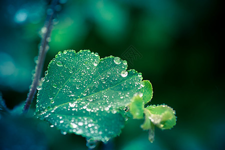 多雨滴的湿叶图片