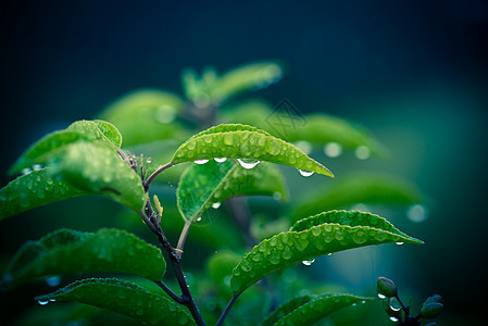 带雨滴的绿色植物图片