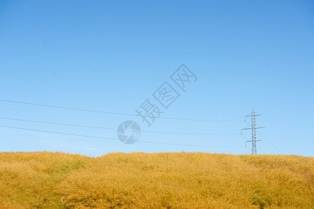 黄色田地上的赛昂人图片