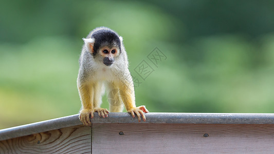 小型普通松鼠猴子哺乳动物动物荒野野生动物灵长类幸福雨林斗争世界热带图片