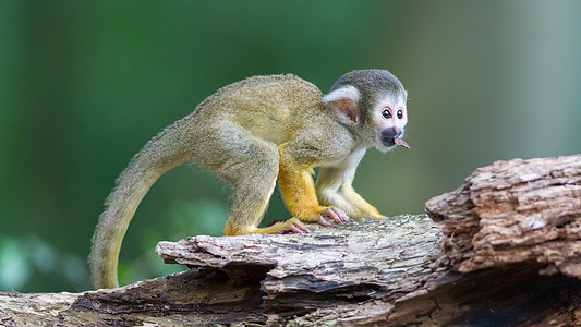 小型普通松鼠猴子灵长类野生动物丛林幸福动物荒野热带雨林斗争食物图片