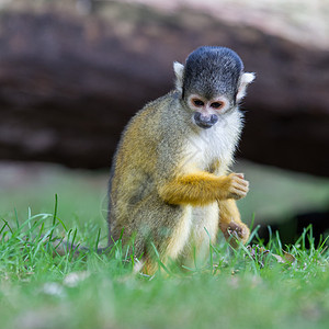 小型普通松鼠猴子世界荒野幸福斗争哺乳动物毛皮热带丛林动物尾巴图片