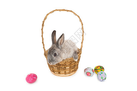 兔子在篮子上坐着东边的鸡蛋巧克力糖果糖果类灰色宠物家畜图片