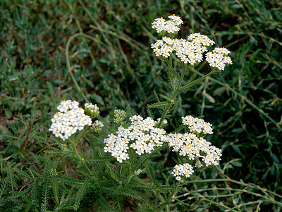 Yarrow 阿奇拉科利亚植物群野花植物学千叶荒野环境植物米箔蓍草草本植物图片