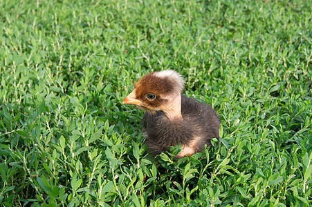 黑小黑鸡黑色家禽绿色生活白色宠物农场羽毛动物婴儿图片