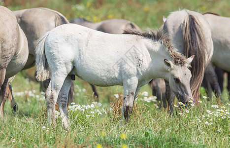 Konik foal 与成熟的野马在背景中图片