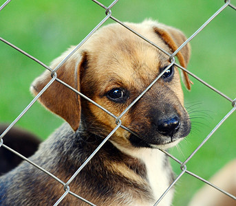 可爱小狗黄色宠物朋友小猎犬生物实验室栅栏动物黑色员工图片