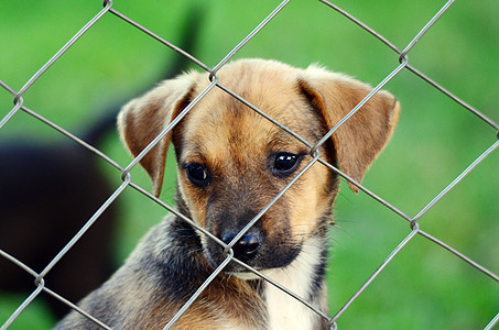 可爱小狗黄色朋友栅栏实验室员工生物猎犬动物小猎犬黑色图片