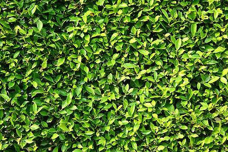 绿色树叶壁背景 新热带热带绿树叶图片