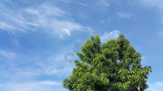 浅蓝天空和云彩背景的绿树绿色蓝色墙纸图片