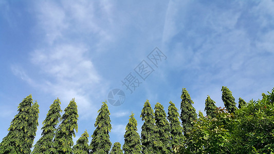 浅蓝天空和云彩背景的绿树墙纸蓝色绿色背景图片