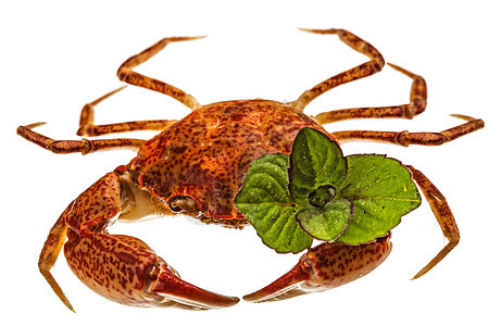 黑螃蟹 孤立在白色背景上烹饪野生动物钓鱼美味市场食物甲壳生物贝类海鲜图片