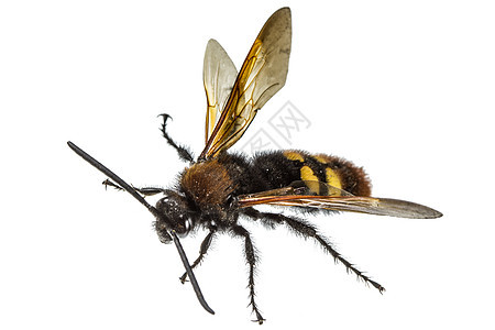 白底孤立的Scoliidae荒野生物昆虫学环境昆虫跗骨黄花黄色彩虹动物群图片