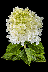 黑色背景的墨西哥花朵Hydrangea花束风格装饰花园叶子宏观衬套植物学花瓣植物图片