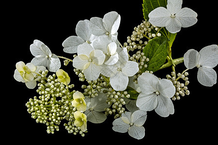 黑色背景的墨西哥花朵Hydrangea装饰植物学风格团体植物叶子花园宏观绿色白色图片