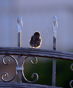 清晨的太阳下 房屋里有麻雀眼睛笔尖公园金属冒充动物群鼻子翼展翅膀花园图片