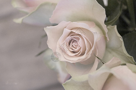 玫瑰粉色婚礼背景图片
