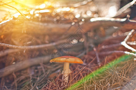 森林蘑菇公园生长季节菌类食物宏观苔藓荒野橙子木头图片