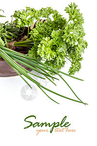 不同种类的药草烹饪草本植物食物用具药品香菜薄荷芳香香气植物图片