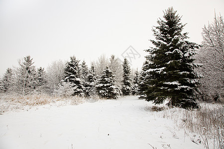 冬天的树木场地植物公园暴风雪雪花橡木艺术木头场景季节图片