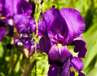 紫色虹膜宏观植物叶子植物群灯泡薰衣草摄影花园花粉卡片图片