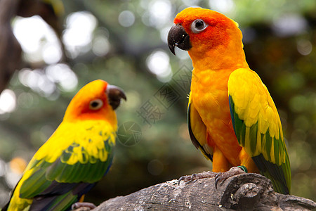 树枝上晒太阳的光线野生动物金色鹦鹉绿色锥尾修饰红色文化本土翅膀图片
