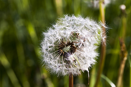 白花层季节降落伞植物学生长植物雏菊草地场景场地环境图片