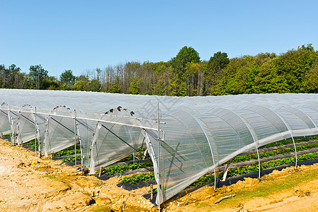 温室栽培种植园苗圃国家植物播种花园园艺蓝色土地图片