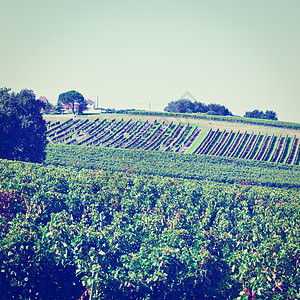 波尔多土地酒厂花园葡萄园房子生长爬坡国家农业栽培图片