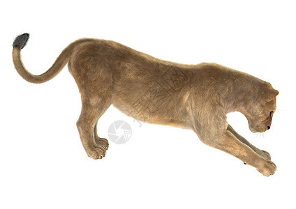 女狮子白色捕食者母狮食肉动物野生动物荒野哺乳动物图片