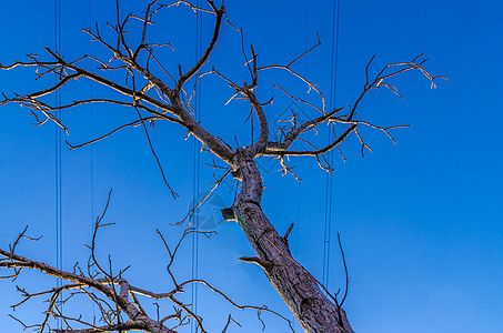 干树干环境黑色植物蓝色分支机构森林季节树木天气天空图片