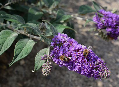 两只蜜蜂从紫花朵中收集花蜜图片