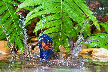 蓝耳翠鸟  雄性彩色森林雨林观鸟者蓝色荒野水池溪流蓝耳野生动物图片