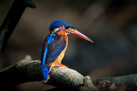 蓝毛捕海王女森林女性手表热带蓝色溪流荒野翅膀羽毛野生动物图片