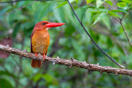 陆基捕王者鸟类彩色男性观鸟者森林手表羽毛翅膀红色荒野图片