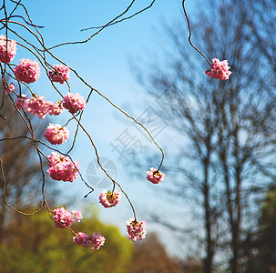 在隆登公园 粉红树和花朵自然开花植物群园艺摄影花园公园美丽植物花瓣叶子宏观图片