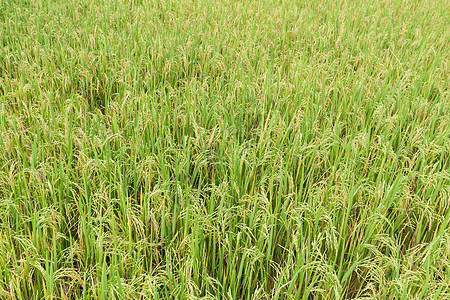 稻米田商业场地中心天际稻田食物天气农田种植园植物图片