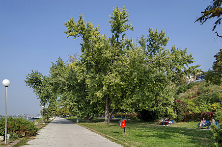 多瑙河沿线Ruse镇的河滨公园长椅花园支撑大街公园港口建筑灯光树木废纸图片