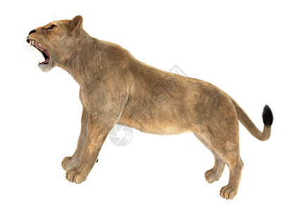 女狮子食肉野生动物白色捕食者荒野动物哺乳动物猫科母狮图片