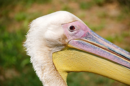 粉红鹈鹕棕色公园荒野白色粉色海鸟野生动物翅膀羽毛鸟类图片