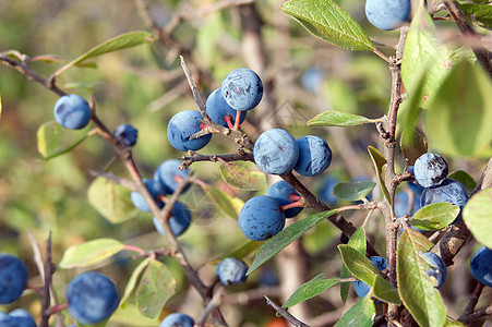蓝莓衬套灌木蓝色绿色植物荒野枝条水果叶子食物图片