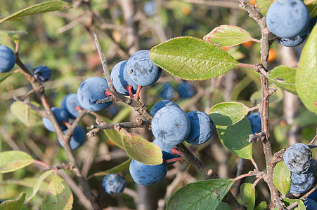 蓝莓浆果衬套叶子荒野水果灌木食物蓝色植物营养图片