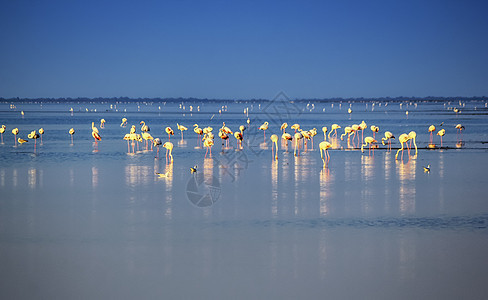 法国卡马格Flamingos图片